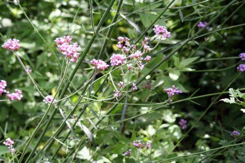 6 Verbena bonariensis romilly 24 juin 037.jpg