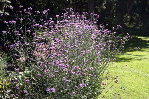 1 verbena bonariensis courtoiseau 11 sept 2010 056.jpg