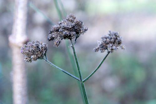 7 verbena bonariensis romi 21 nov 016.jpg