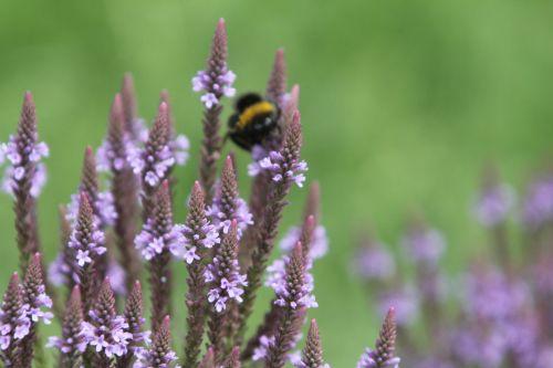 verbena hastata 7 paris 2 juil 2011 236.jpg