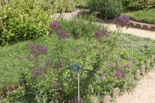 verbena hastata 1 paris 2 juil 2011 239.jpg