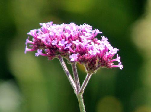 4 verbena bonariensis paris 21 juil 2012 103.jpg