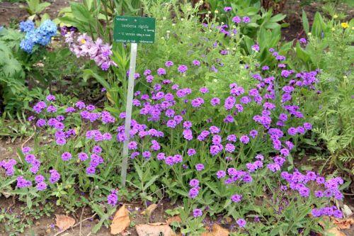 9 verbena rigida paris 8 juin 071.jpg