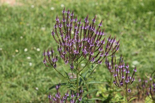 verbena hastata 3 paris 2 juil 2011 242.jpg