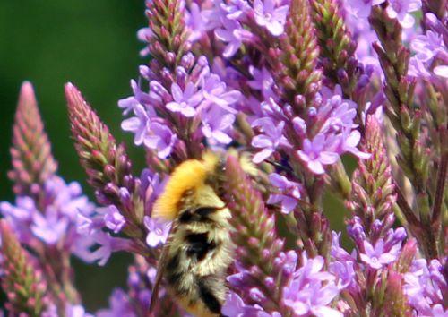 verbena hastata 9 paris 21 juil 2012 115.jpg