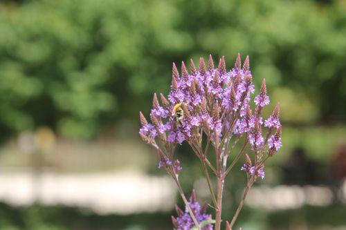 verbena hastata 4 paris 21 juil 2012 115.jpg