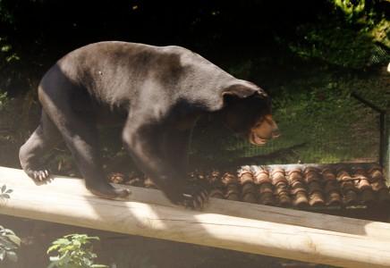 ours malais ours malais