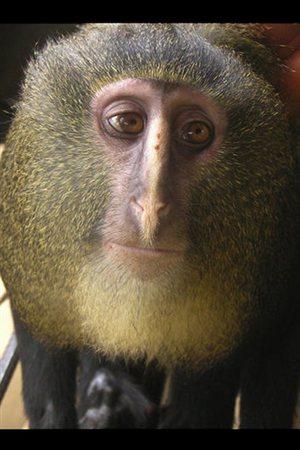 Voici le lesula! Voici le lesula!