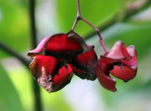 Euonymus latifolius 4 euonymus latifolius gb 16 sept 2012 064.jpg