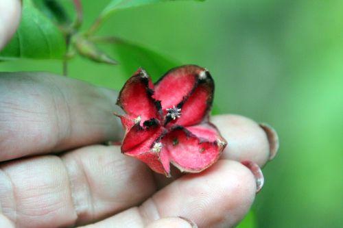 Euonymus latifolius 7 euonymus latifolius gb 16 sept 2012 071.jpg