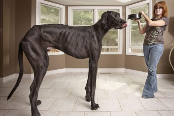 Zeus, le plus grand chien du monde (112 cm)