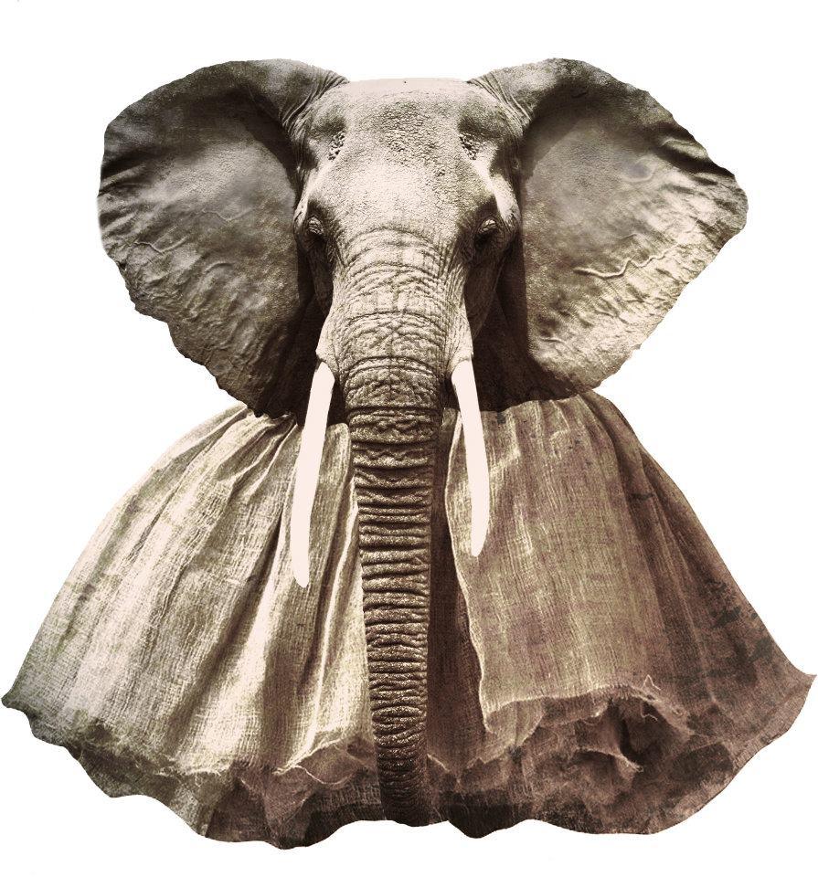 L’adresse du lundi : Éléphant Paname