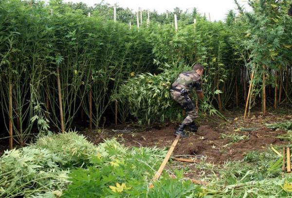 Isère: Une véritable forêt de cannabis découverte chez un retraité