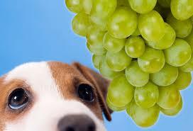 intoxication au raisin chez le chien 