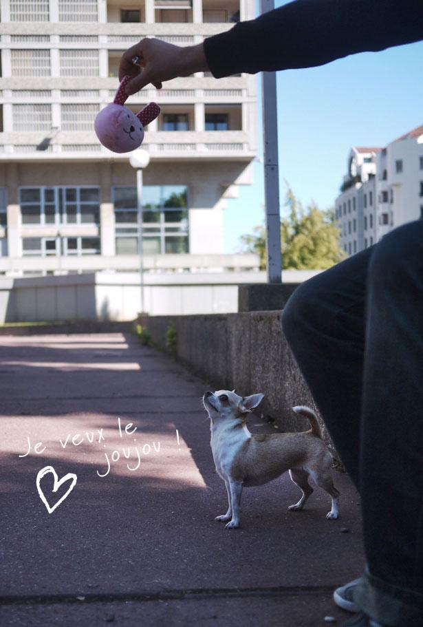 Jouet ĂŠducatif pour chiens Cherry Dog Les jouets éducatifs pour chiens
