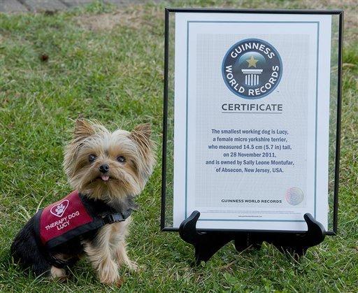 Les derniers records canins du Guinness Book !