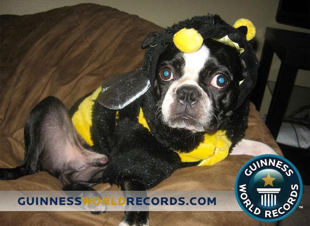 Les derniers records canins du Guinness Book !