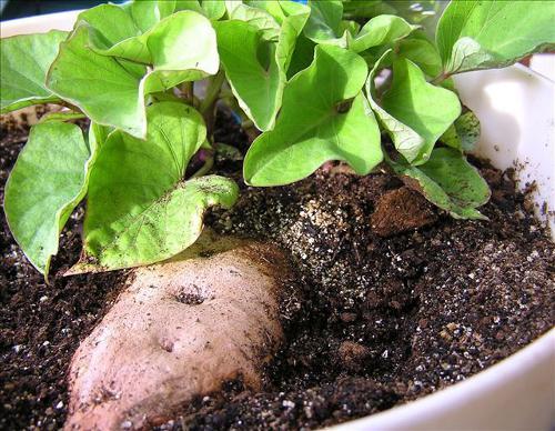 Un plan de patate douce Un plan de patate douce