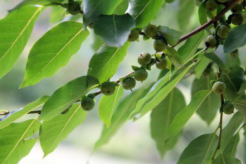 3 diospyros lotus gb 16 sept 2012 088.jpg