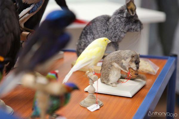 Reportage Photo - Bordeaux et ses portes ouvertes ! Journées Européennes du Patrimoine ! IMG_1185