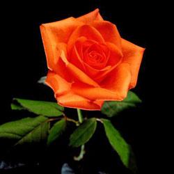 L’Histoire du vendeur de fleur L’Histoire du vendeur de fleur