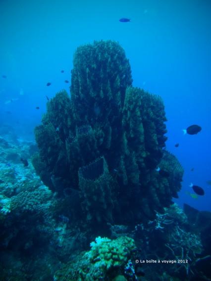 Éponges, très caractéristiques des îles Togian (Waleabahi, Sulawesi Centre, Indonésie)
