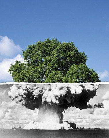 photo humour champignon atomique arbre insolite