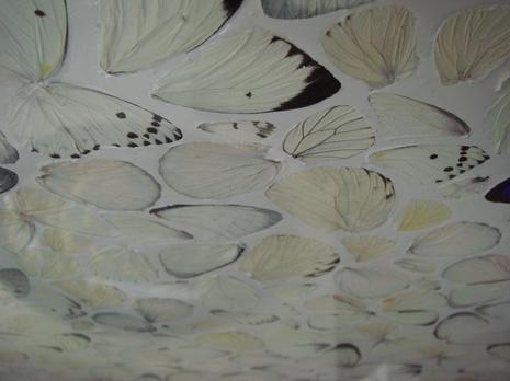 L'élégance du papillon