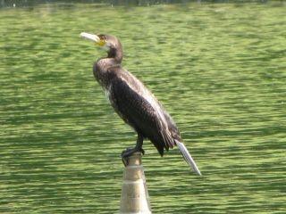 Le grand cormoran 120921 Grand cormoran (2).jpg