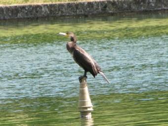 Le grand cormoran 120921 Grand cormoran (1).jpg