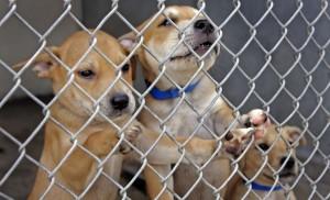 adoption Le Vétérinaire aimerait vous donner la parole sur l’adoption .