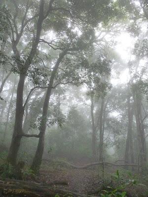 La réserve de Periyar... dans le brouillard