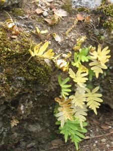 033 C’est l’automne