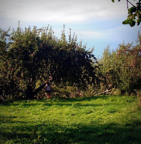 Pom-pom-pi-dou DSC00413