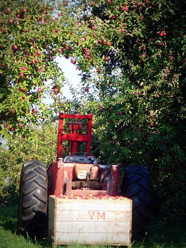 Pom-pom-pi-dou DSC00410