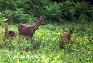Accident de chasse mortel à Vendres : tuer, c'est vraiment reposant n0165