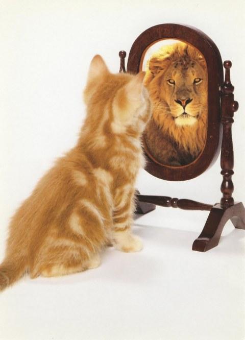 think positive lion chat miroir lion cat mirror confiance en soi estime de soi pensée positive bonheur 
