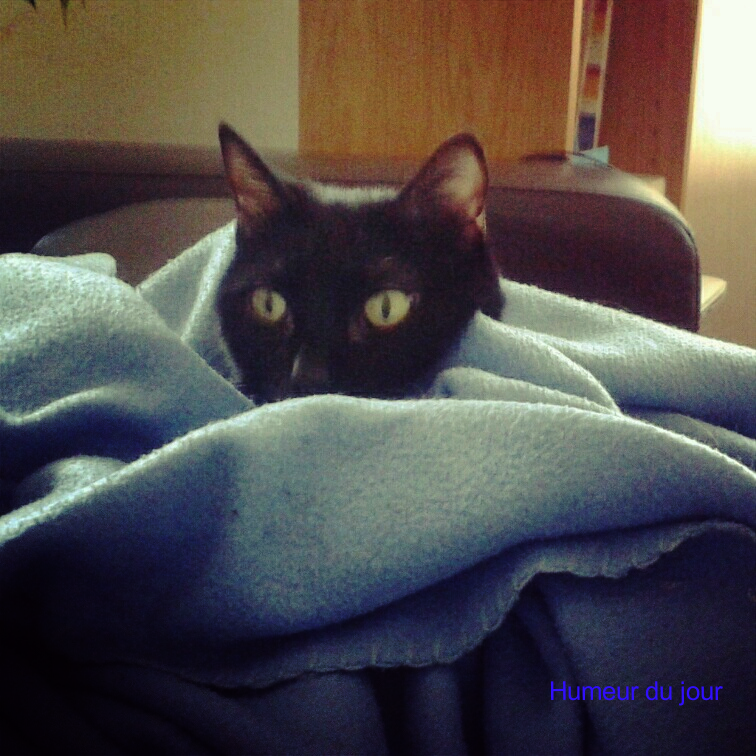 Chat_couverture Chat_couverture