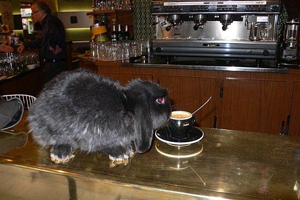 marius = un oryctolagus cuniculus hors du commun........ P1520566-copie-1.jpg