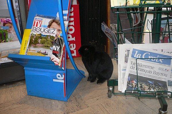 marius = un oryctolagus cuniculus hors du commun........ P1520128.jpg