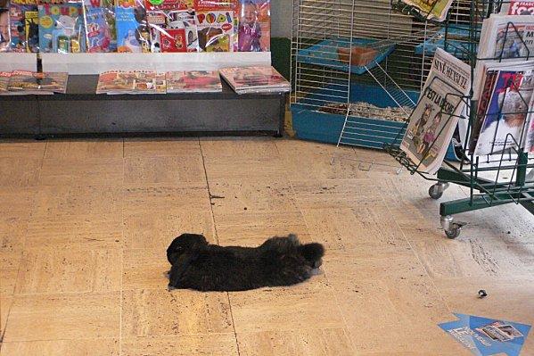 marius = un oryctolagus cuniculus hors du commun........ P1520570.jpg