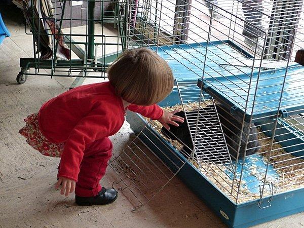 marius = un oryctolagus cuniculus hors du commun........ P1100858--2-.jpg