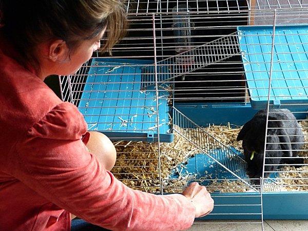 marius = un oryctolagus cuniculus hors du commun........ P1120548.jpg