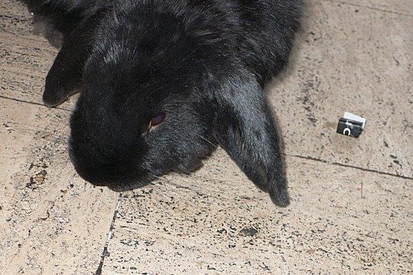 marius = un oryctolagus cuniculus hors du commun........ P1520531-copie-2.jpg