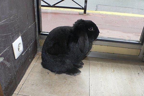 marius = un oryctolagus cuniculus hors du commun........ P1520133.jpg