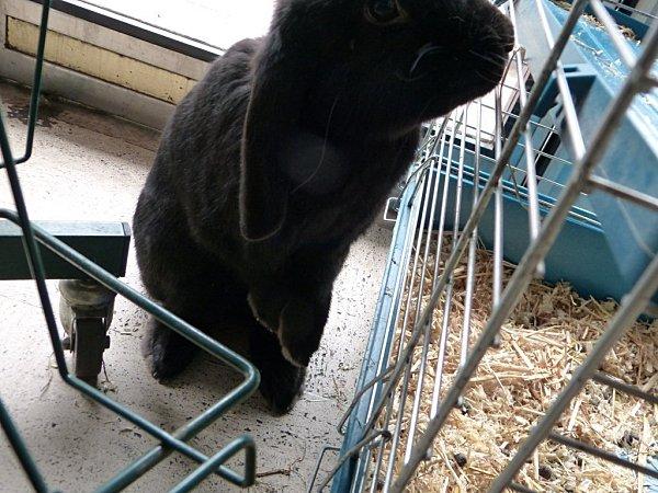 marius = un oryctolagus cuniculus hors du commun........ P1100856.jpg