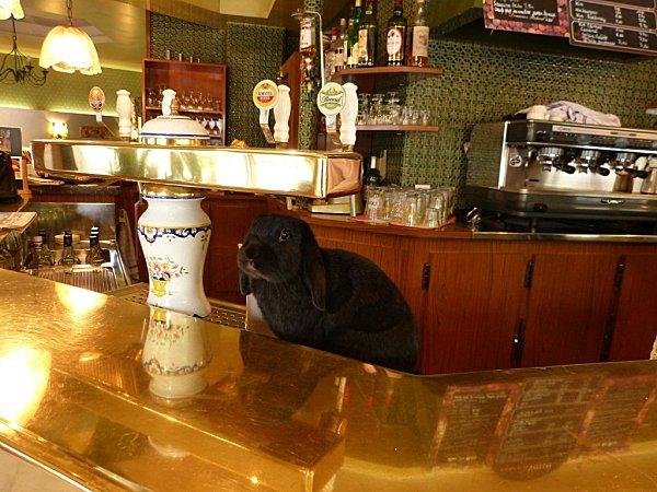 marius = un oryctolagus cuniculus hors du commun........ P1110066--2-.jpg