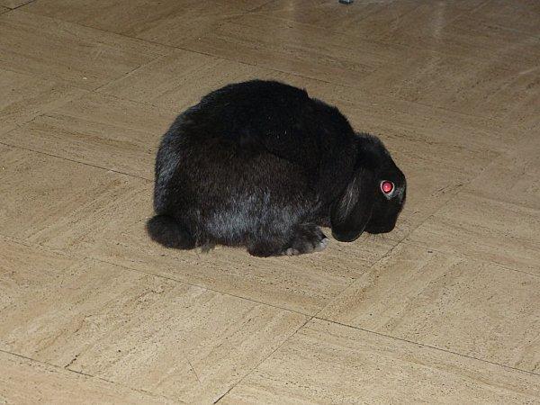 marius = un oryctolagus cuniculus hors du commun........ P1160505--2-.jpg