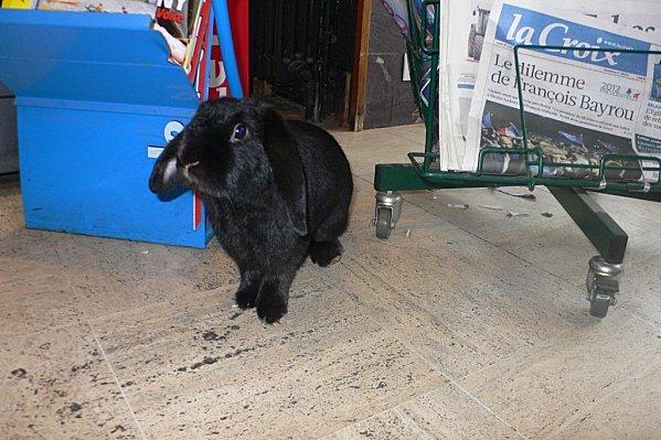 marius = un oryctolagus cuniculus hors du commun........ P1520130--2-.jpg