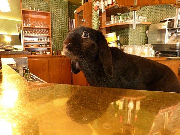 marius = un oryctolagus cuniculus hors du commun........ P1110068--2-.jpg